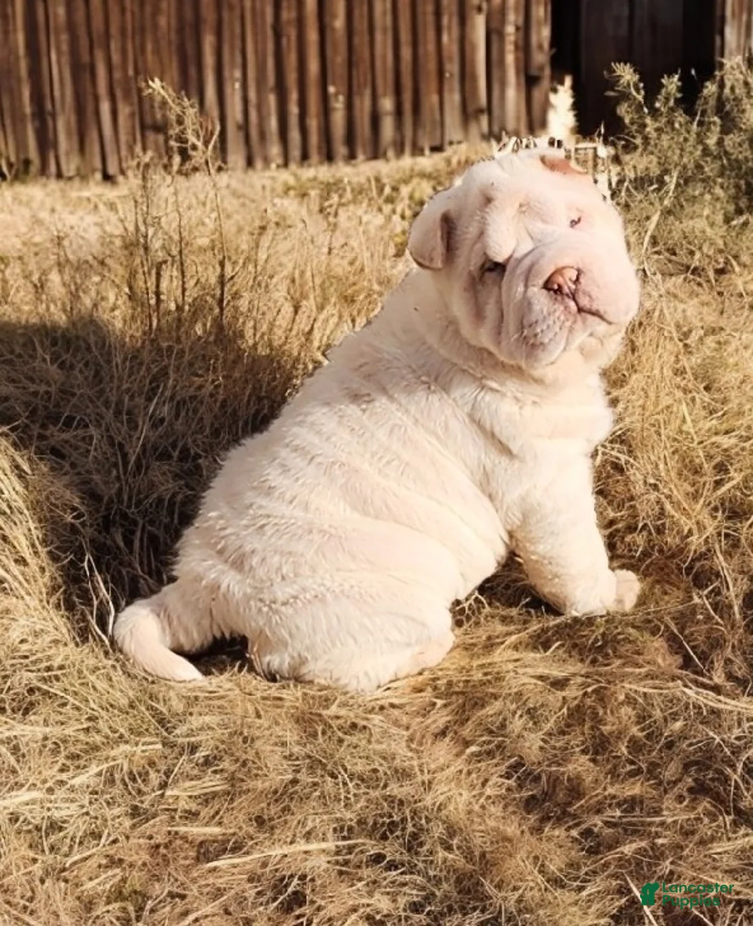Shar Pei dogs for sale: Blizzard mini - Ad 16