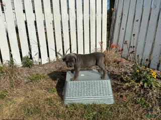 Cane Corso dogs - Ad 14