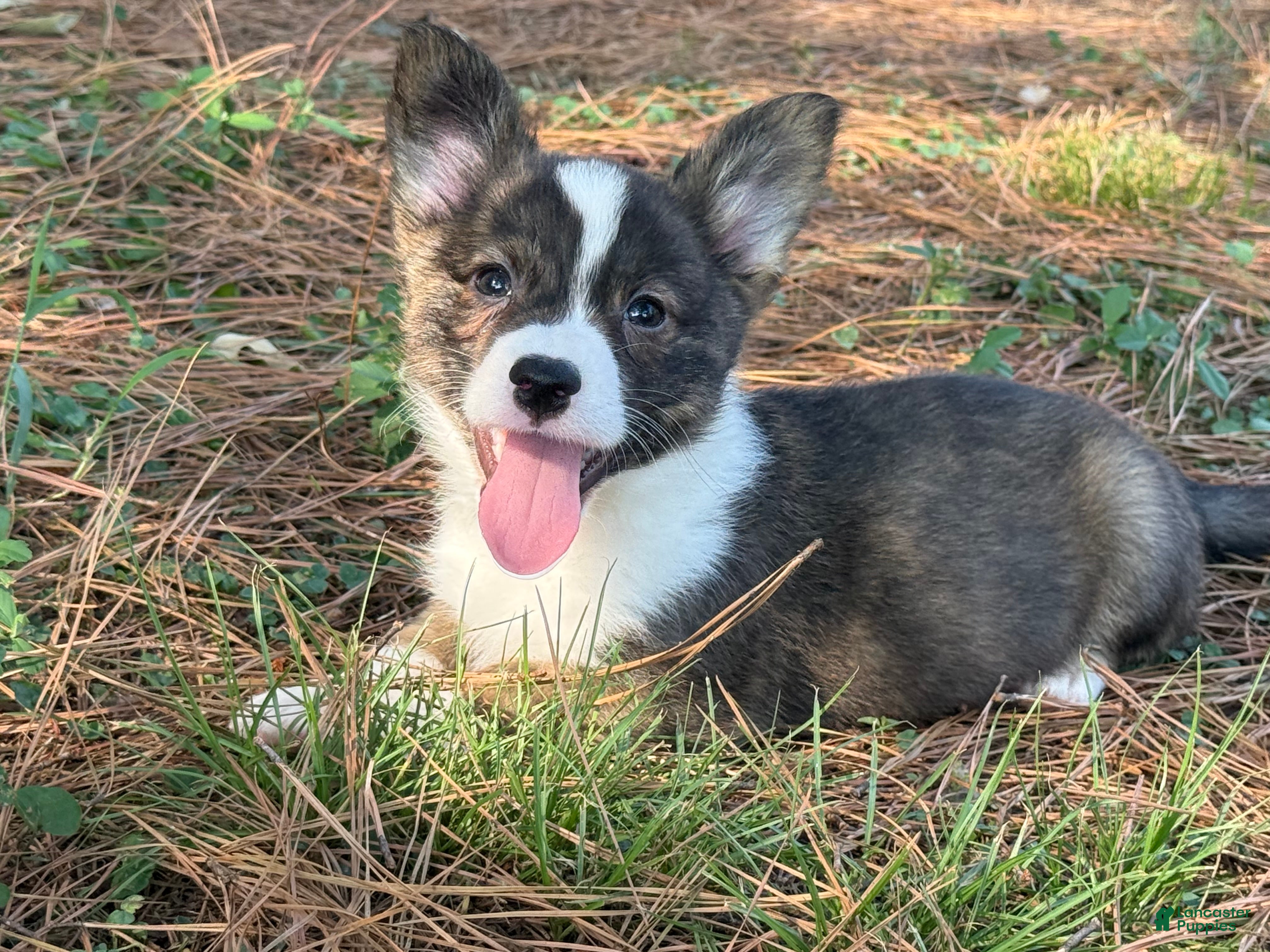 Mixed Breed dogs Red collar Boy - Ad 16