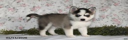 Pomsky dogs for sale: Kent - Ad 5