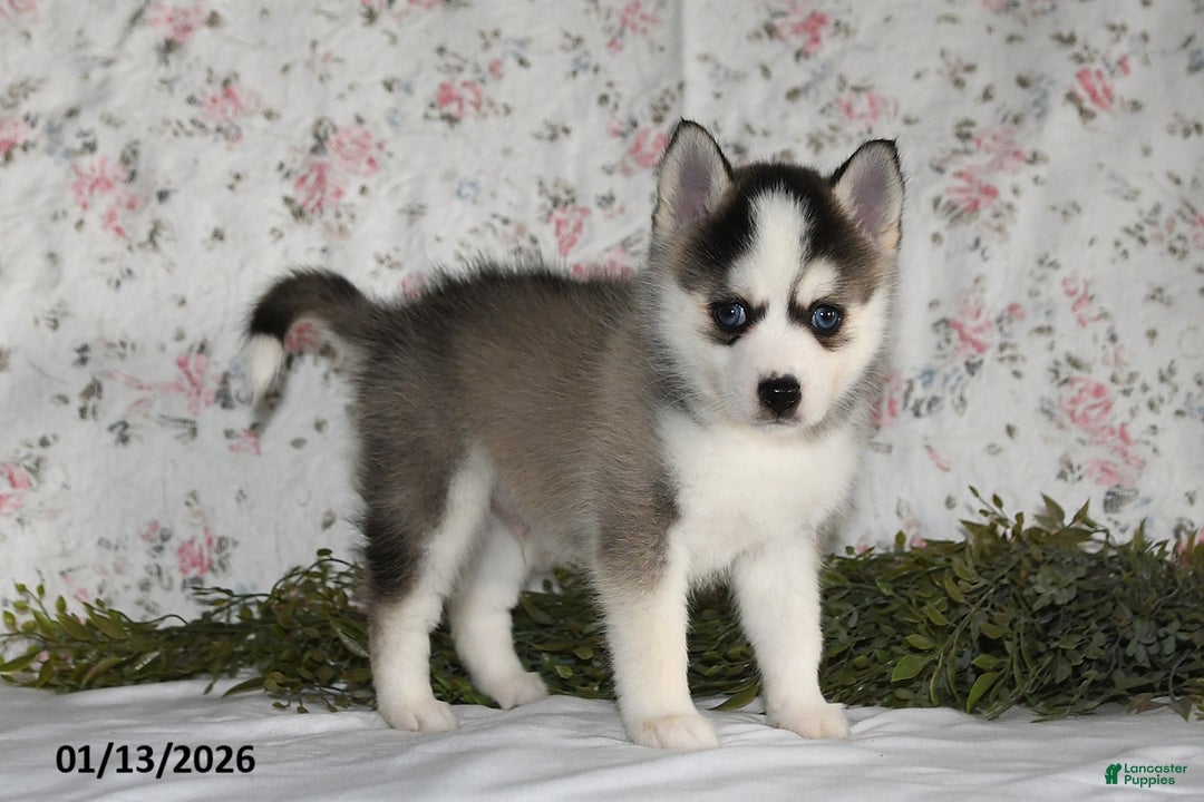 Pomsky dogs for sale: Kent - Ad 5