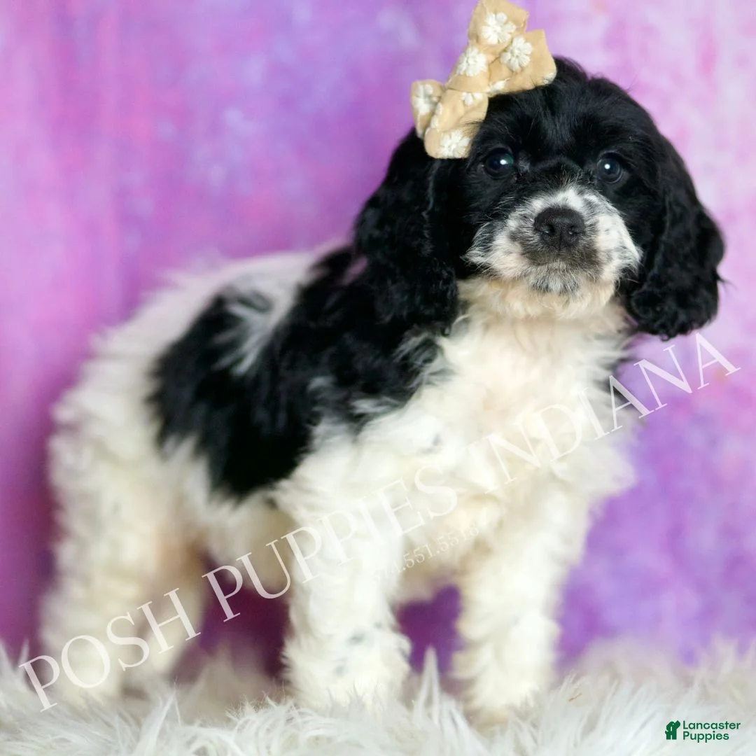 Cavapoo dogs for sale: Tutu Adorable Champion Line Cavapoo  - Ad 2