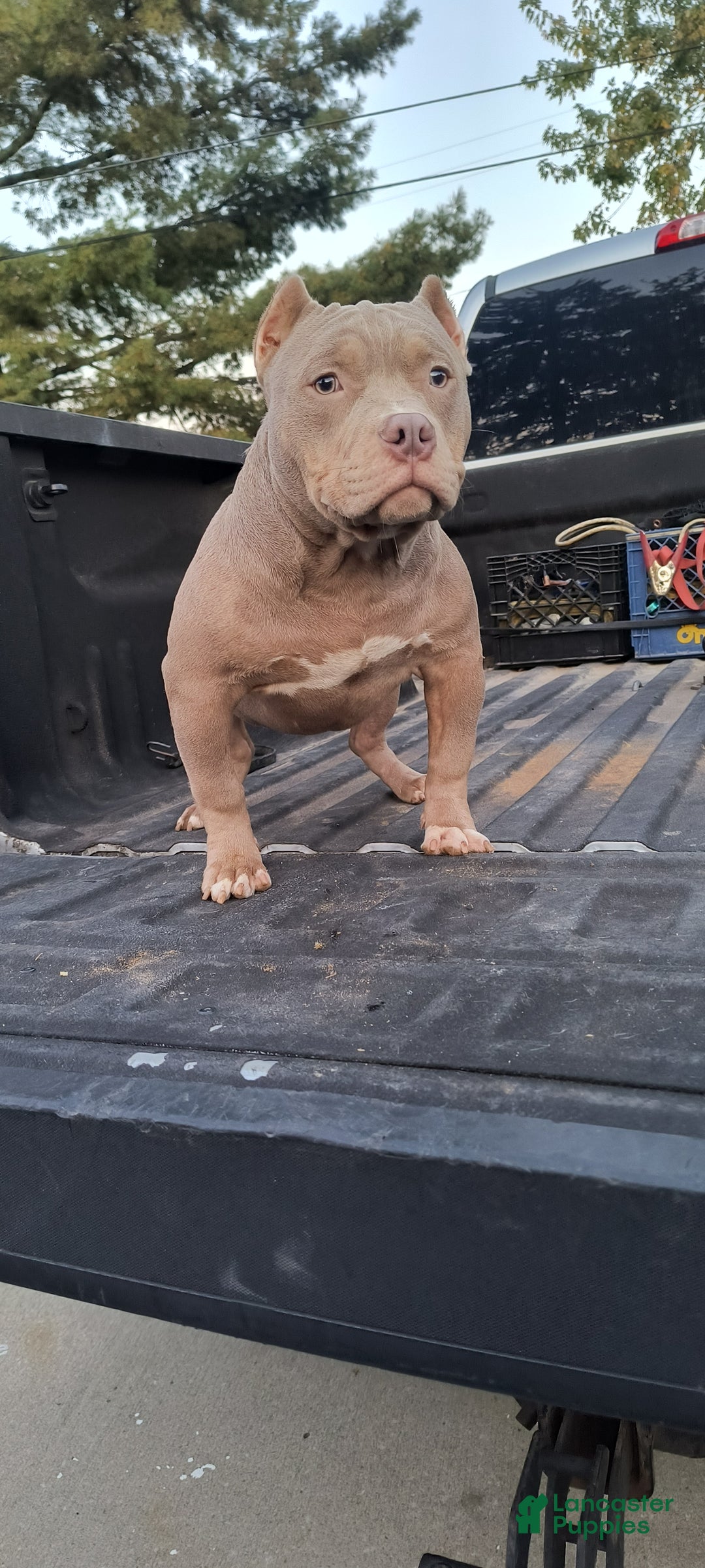American Bully dogs for sale: American Bully Puppy 1 - Ad 8