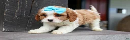 Cavapoo dogs for sale: Victor 🐾 - Ad 12