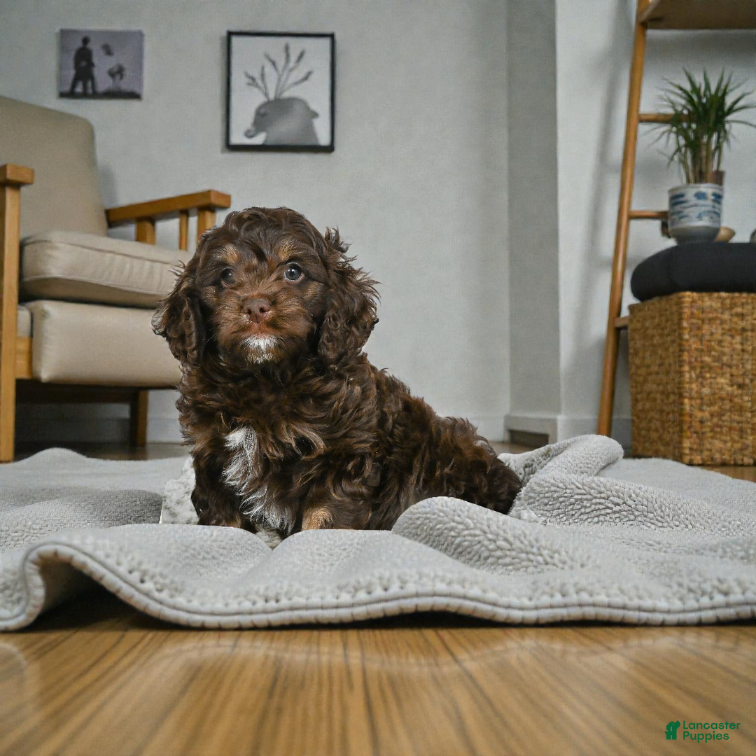 Cockapoo dogs for sale: Cooper - Ad 2