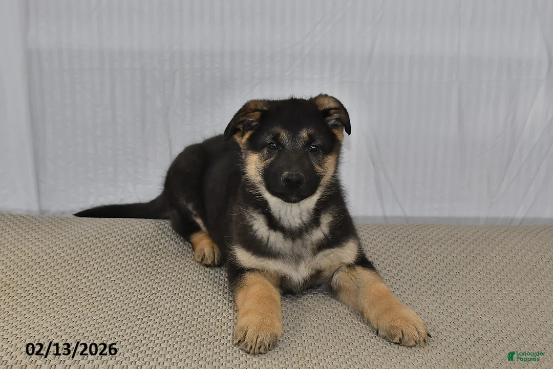 German Shepherd dogs for sale: Cody - Ad 2