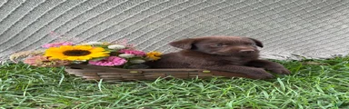 Labrador Retriever 7
