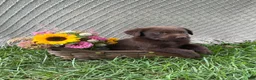 Labrador Retriever dogs for sale: Labrador Retriever 7 - Ad 1