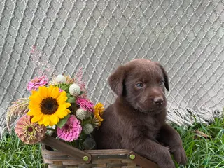 Labrador Retriever dogs Labrador Retriever 7 - Ad 18