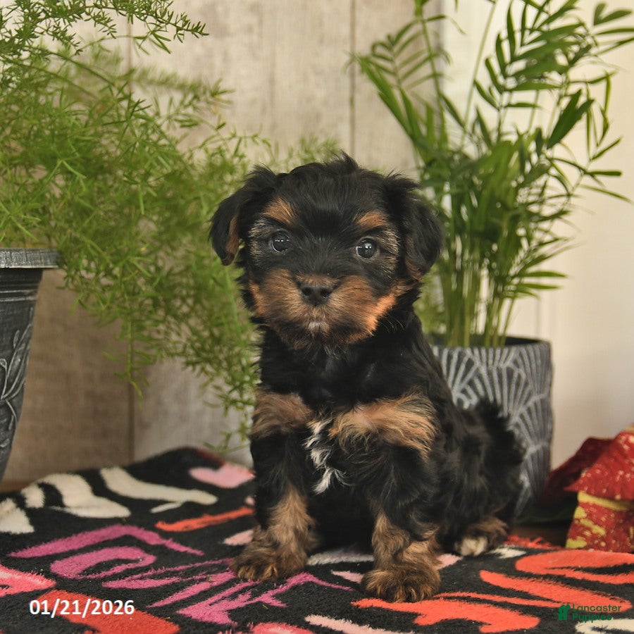 Yorkshire Terrier dogs Spirit  - Ad 10