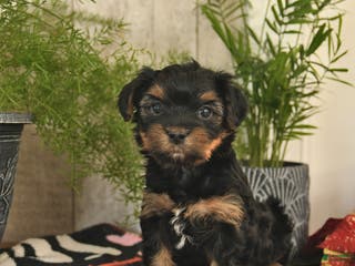 Yorkshire Terrier dogs Spirit - Ad 10