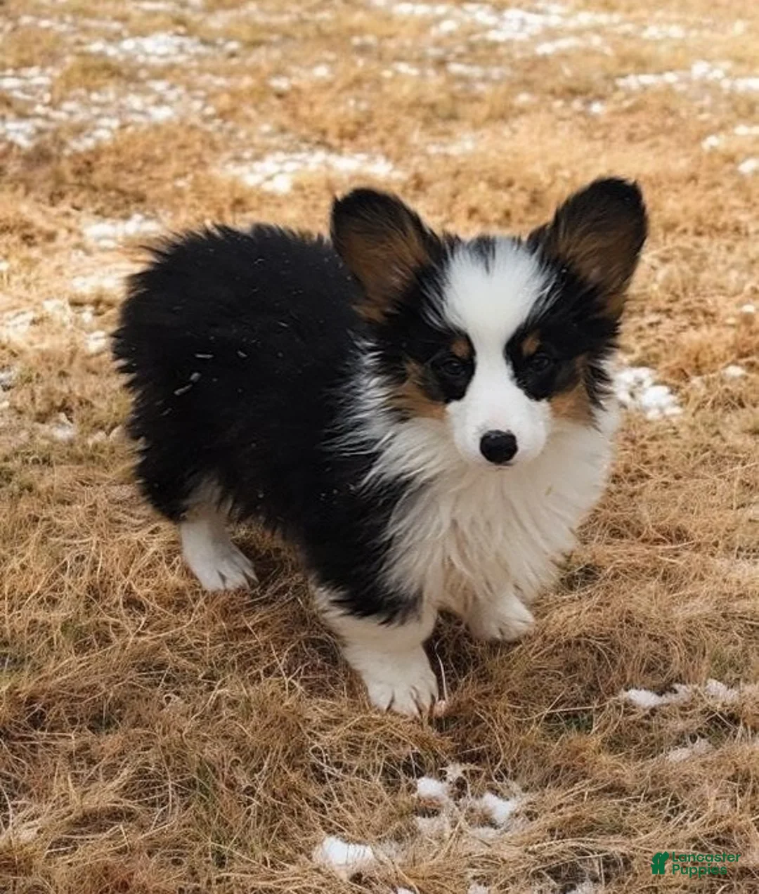 Welsh Corgi Pembroke dogs for sale: Bambi fluffy tri - Ad 2