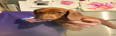 Miniature Dachshund 2