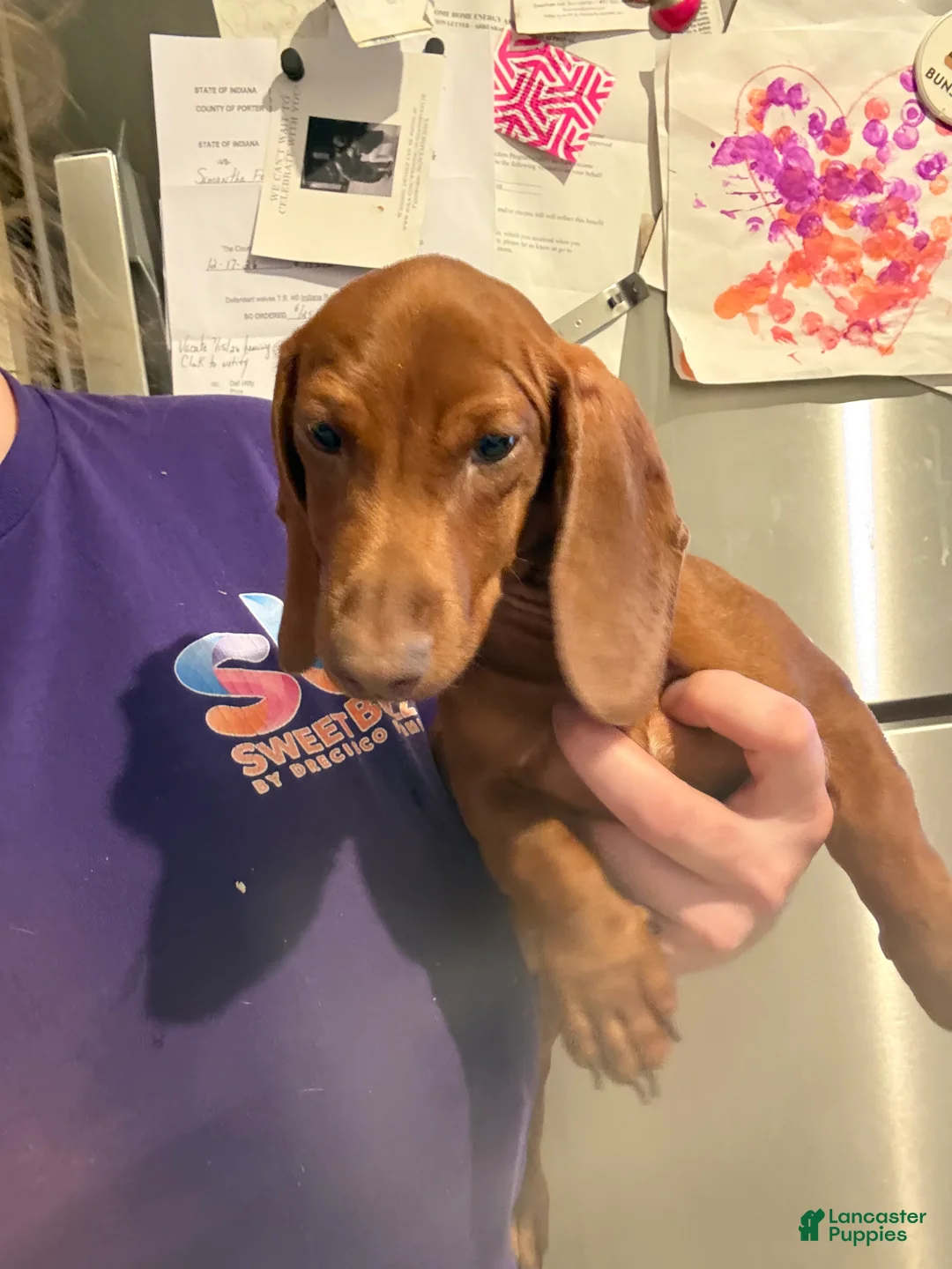Miniature Dachshund dogs for sale: Miniature Dachshund 2 - Ad 1