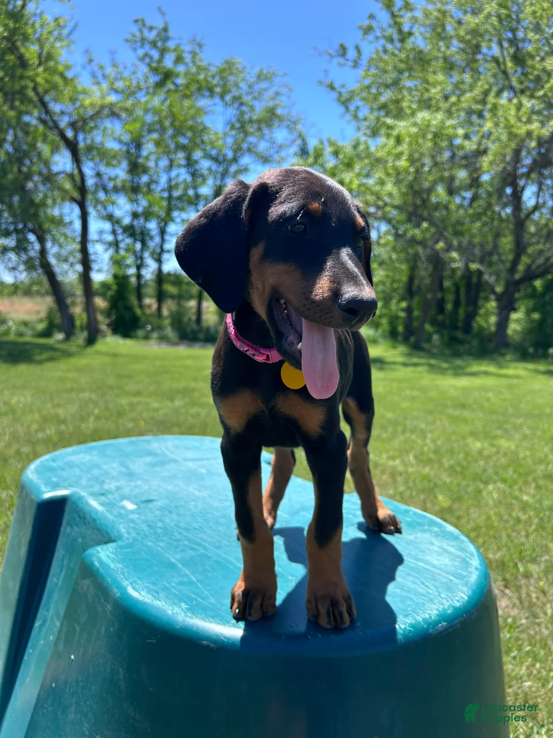 Doberman Pinscher dogs for sale: Doberman Pinscher Puppy 2 - Ad 2