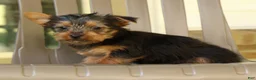 Yorkshire Terrier dogs for sale: Davy - Ad 3