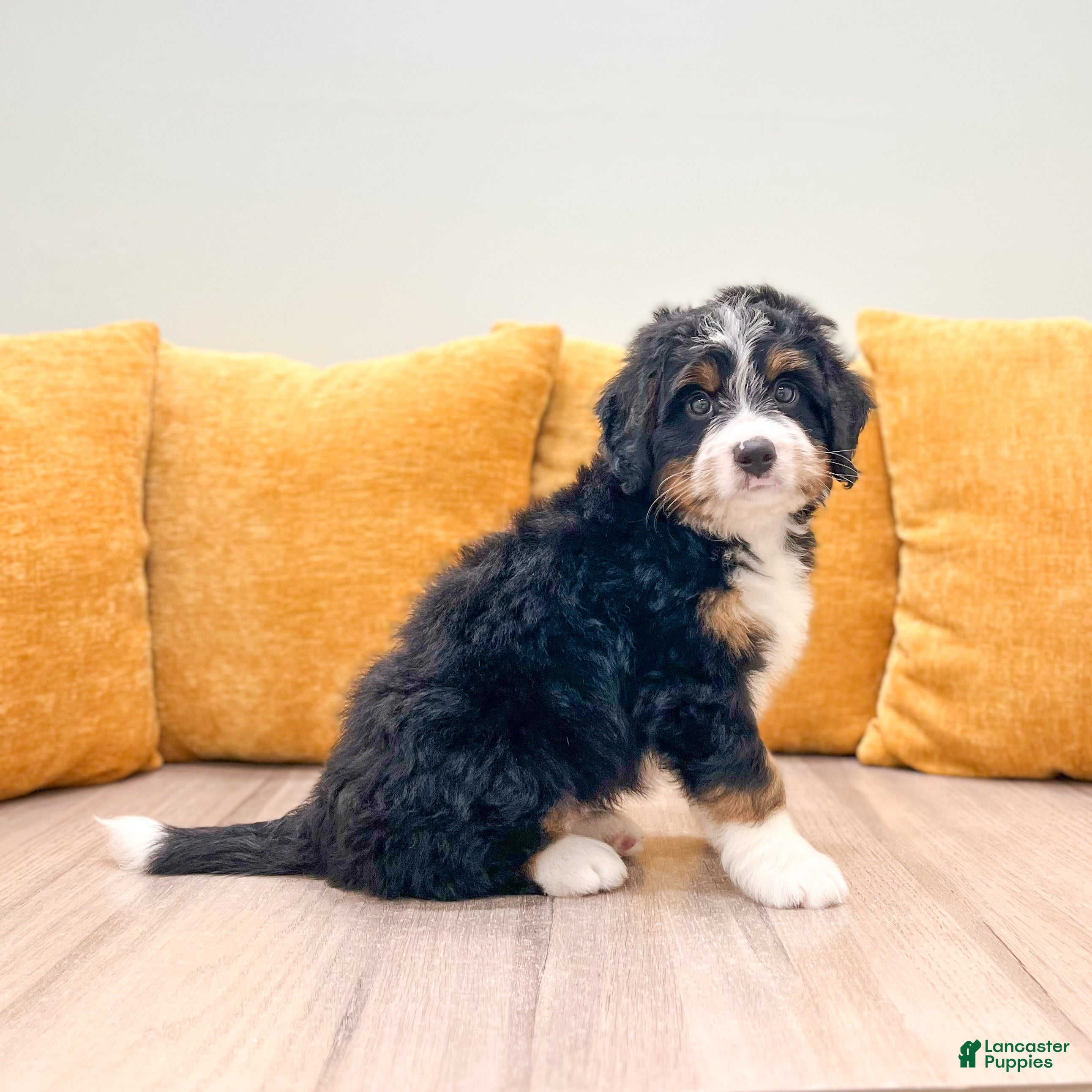 Mini Bernedoodle dogs Jackson - Ad 2