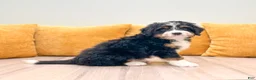 Mini Bernedoodle dogs for sale: Jackson - Ad 2