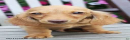 Miniature Dachshund dogs for sale: Jonah - Ad 4
