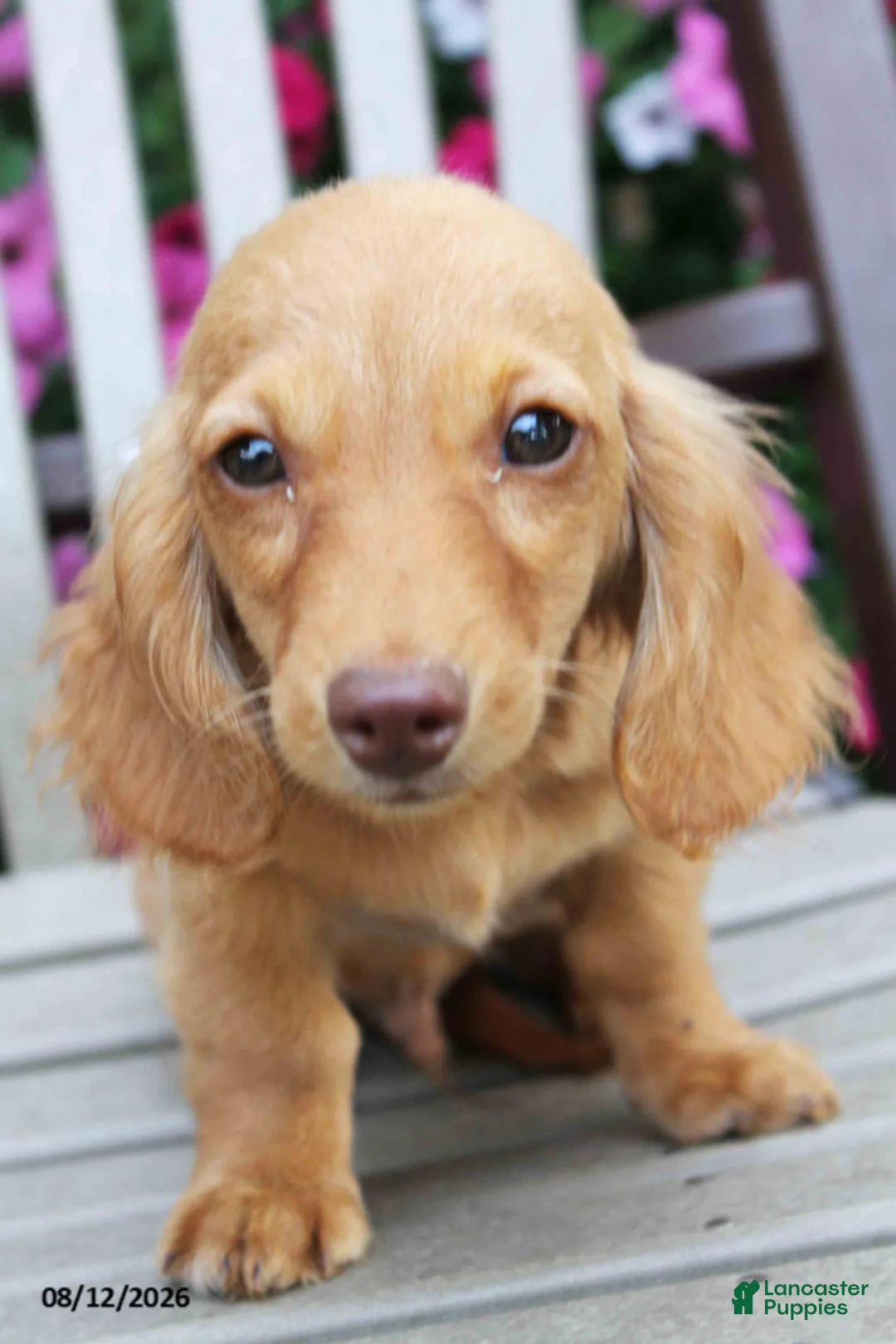 Miniature Dachshund dogs for sale: Jonah - Ad 4