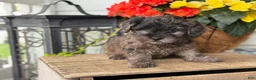 Mixed Breed dogs for sale: Quincey - Ad 1