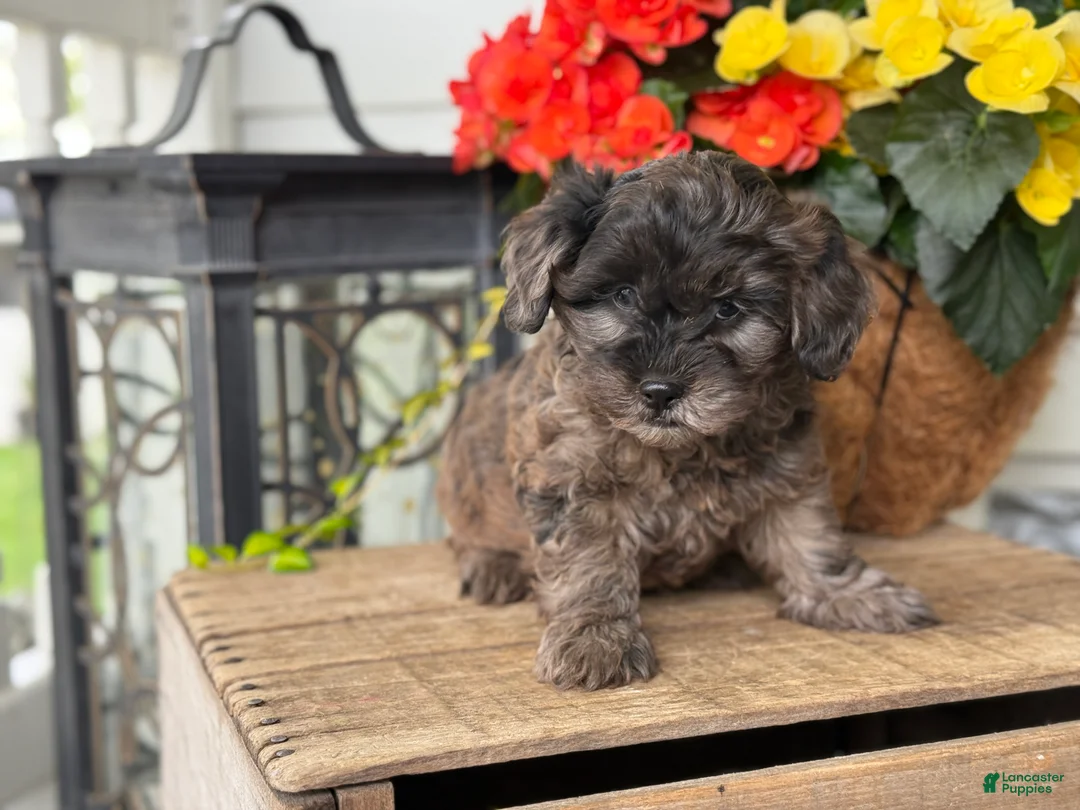 Mixed Breed dogs for sale: Quincey - Ad 1