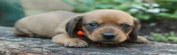 Miniature Dachshund dogs for sale: Miniature Dachshund 1 - Ad 7