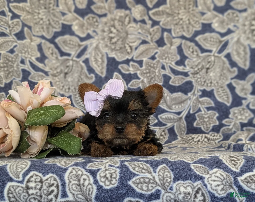 Yorkshire Terrier dogs for sale: Linette 7 lbs Full Grown - Ad 8