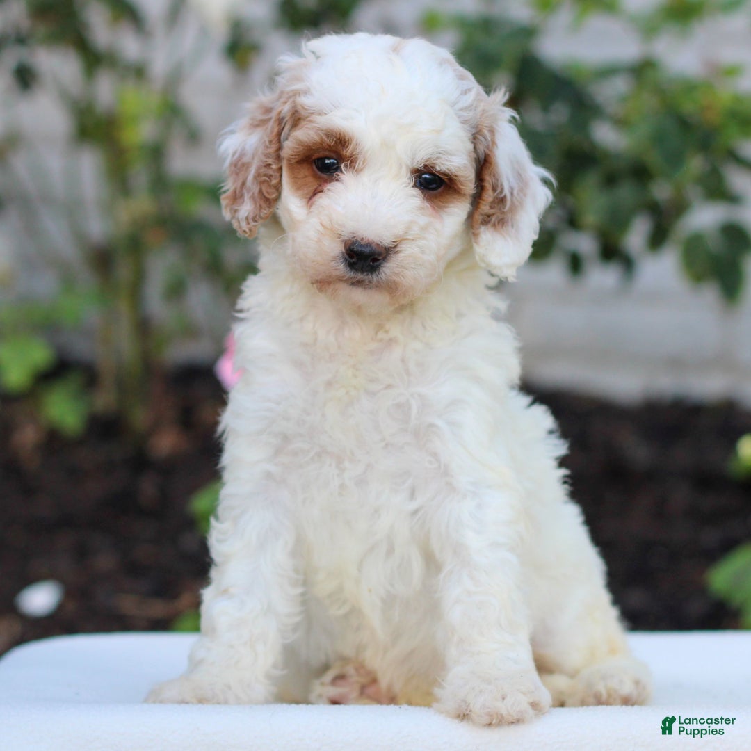 Mini Goldendoodle dogs for sale: Heather  - Ad 2
