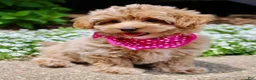 Maltipoo dogs for sale: Sugar - Ad 3