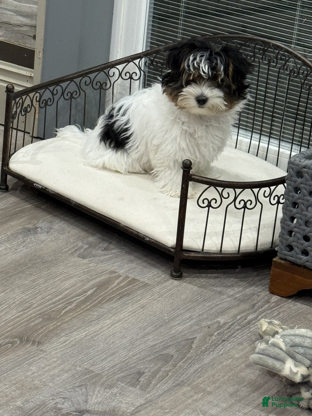 Mixed Breed dogs for sale: Dottie - Ad 3