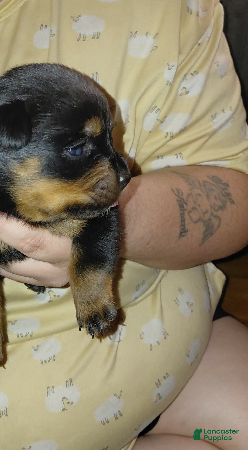 Rottweiler dogs Rottweiler 4 - Ad 36