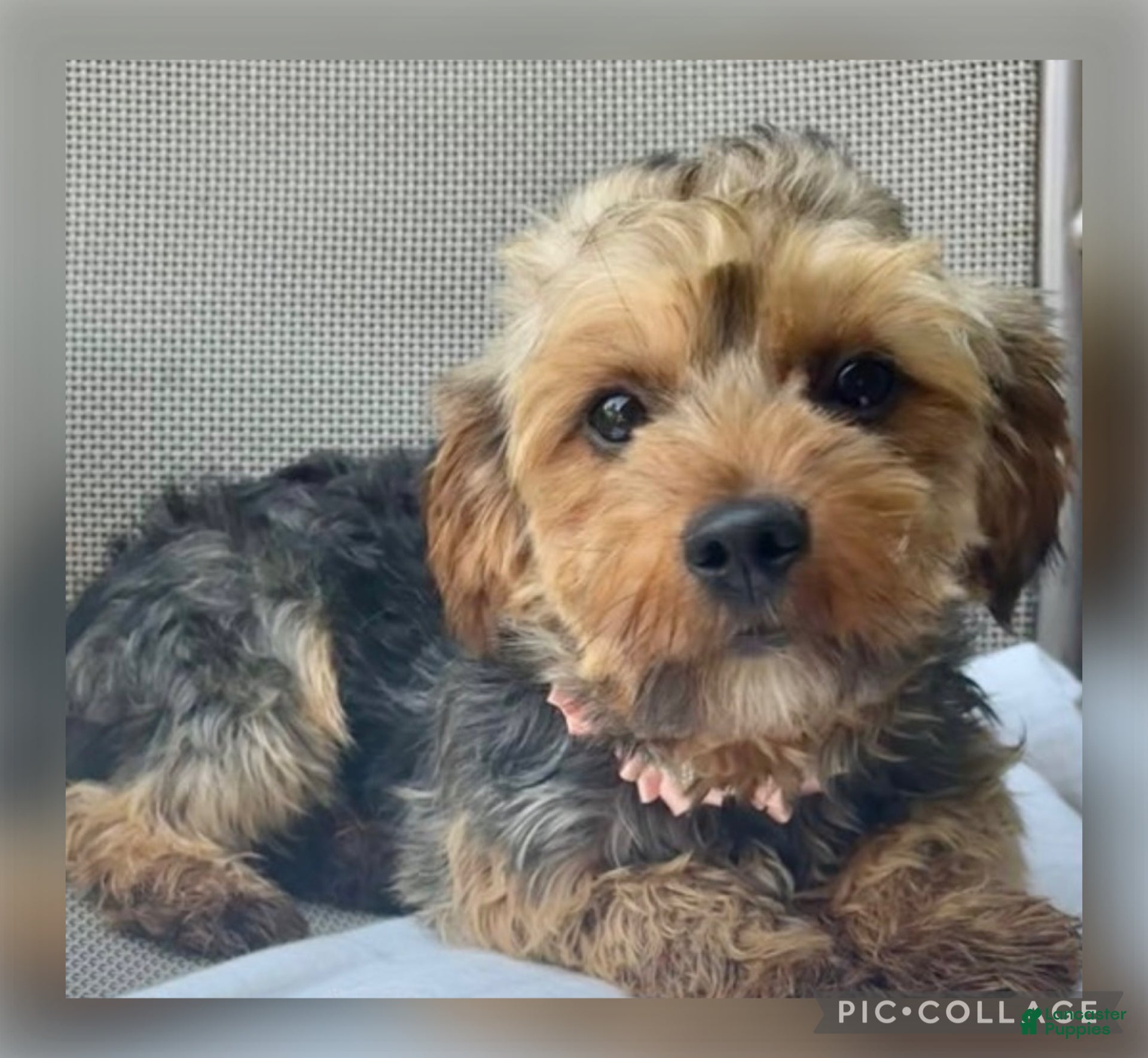 Yorkiepoo dogs Baxter - Ad 2