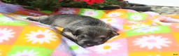 Miniature Schnauzer dogs for sale: Lane - Ad 3