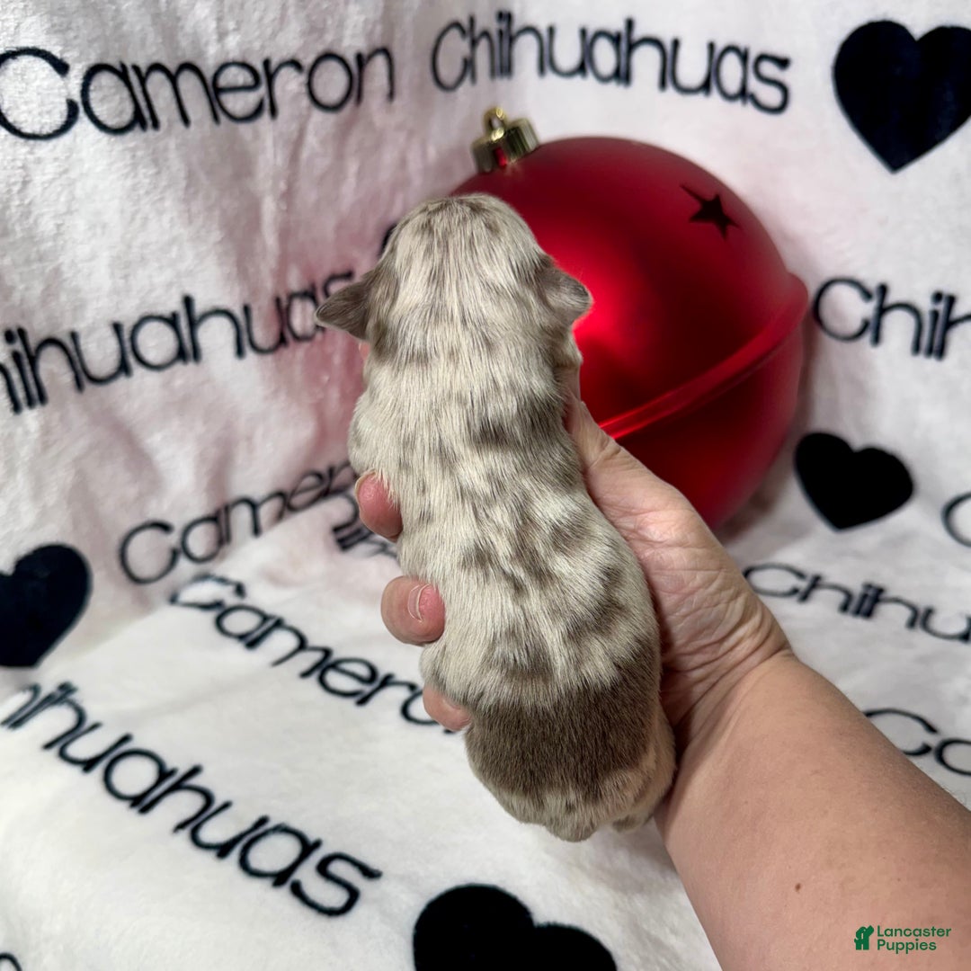 Chihuahua dogs for sale: Xavier Lavender Merle LC - Ad 4