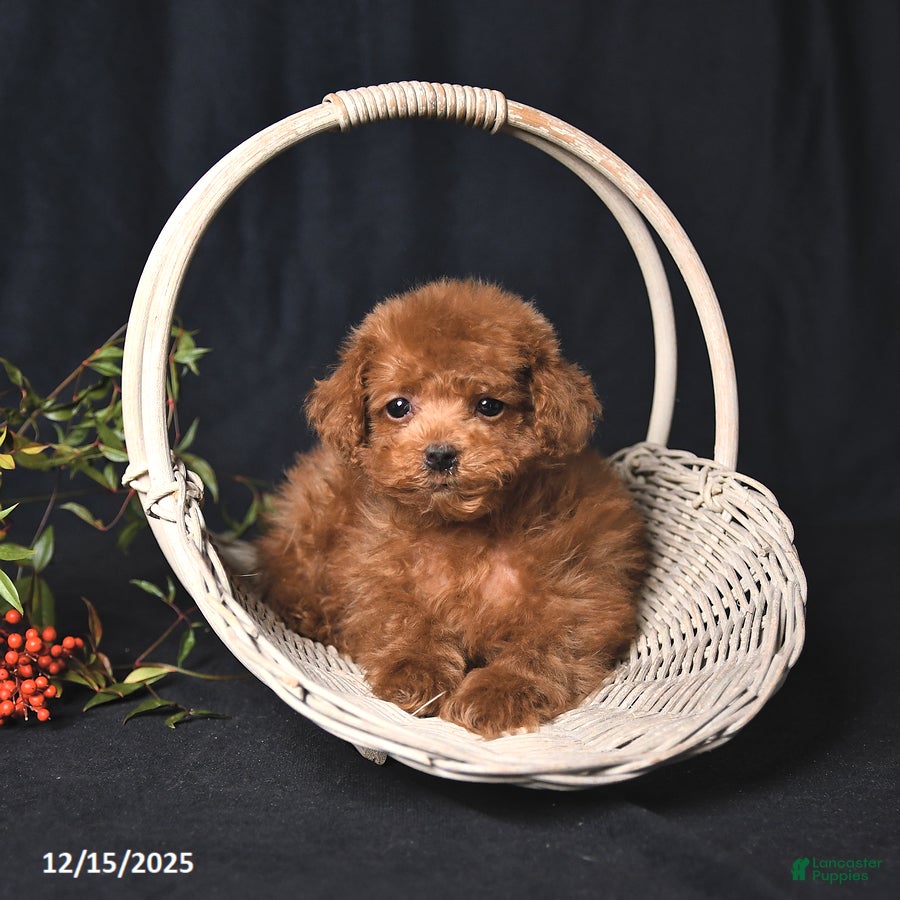 Toy Poodle dogs Asher - Ad 5