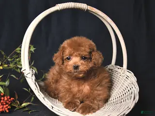 Toy Poodle dogs Asher - Ad 2