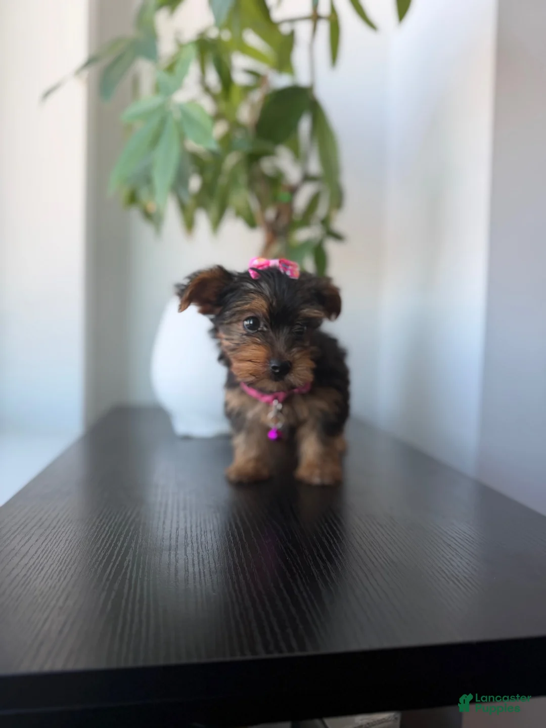 Yorkshire Terrier dogs for sale: Teacup Mya - Ad 1