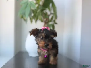 Yorkshire Terrier dogs Teacup Mya - Ad 19