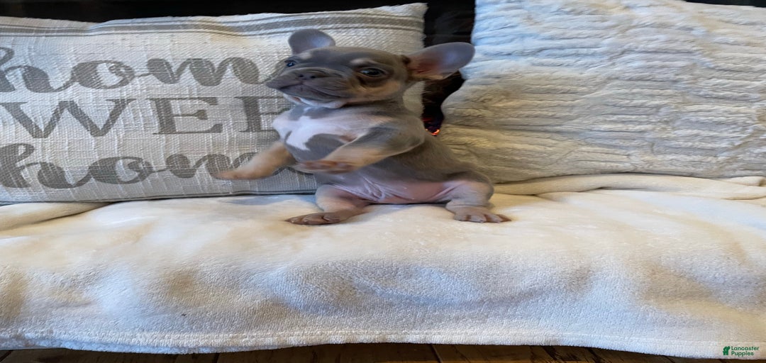 Gallery Image {{count}}