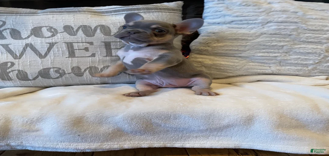 Gallery Image {{count}}