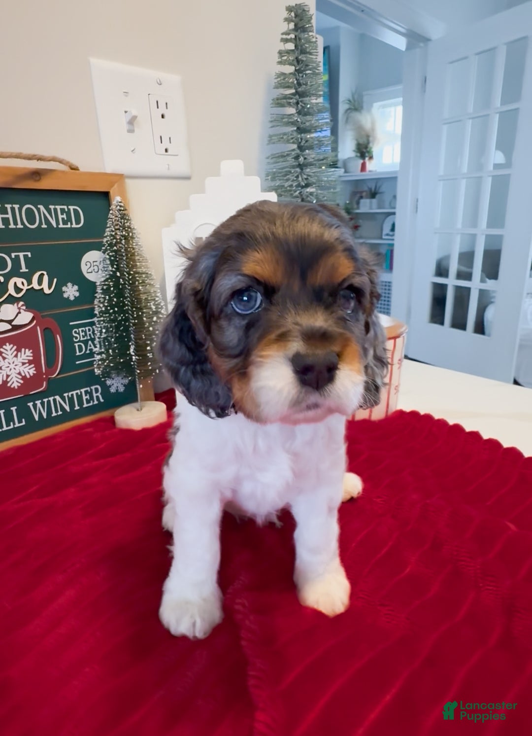 Cocker Spaniel dogs for sale: Knox - Ad 1