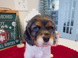 Cocker Spaniel dogs Knox - Ad 8