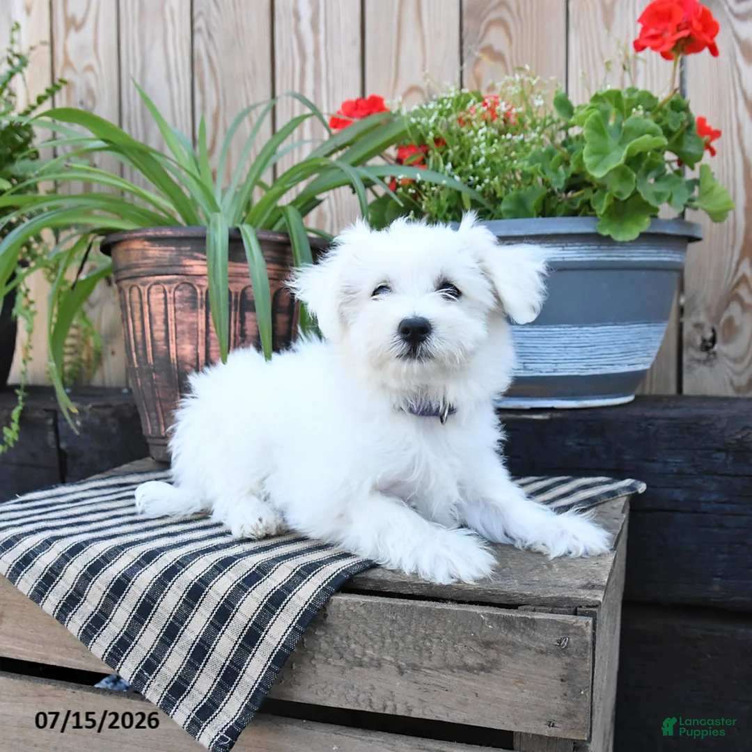 Mixed Breed dogs for sale: Olivia - Ad 1