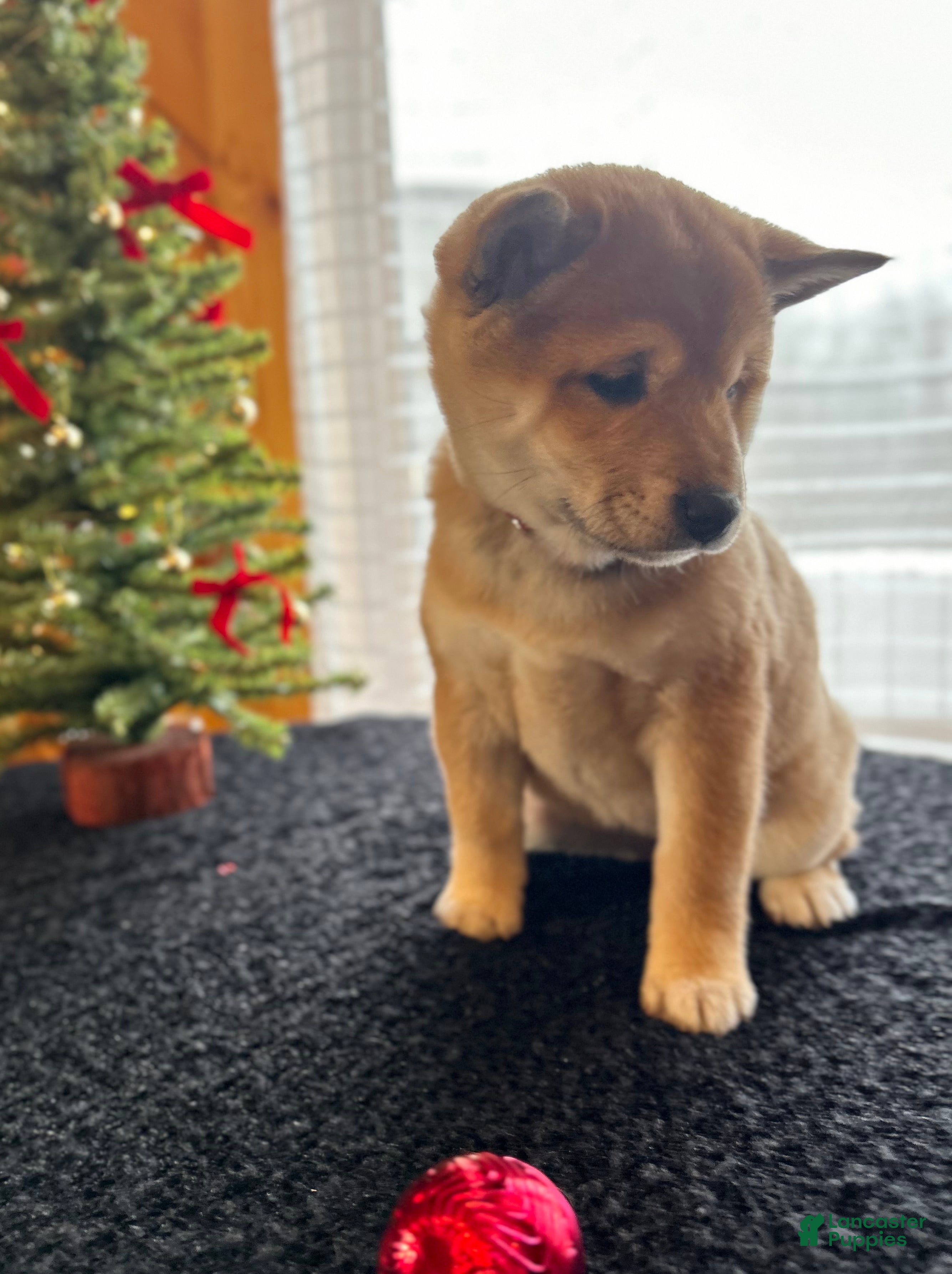 Shiba Inu dogs Lou - Ad 22