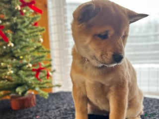 Shiba Inu dogs Lou - Ad 6