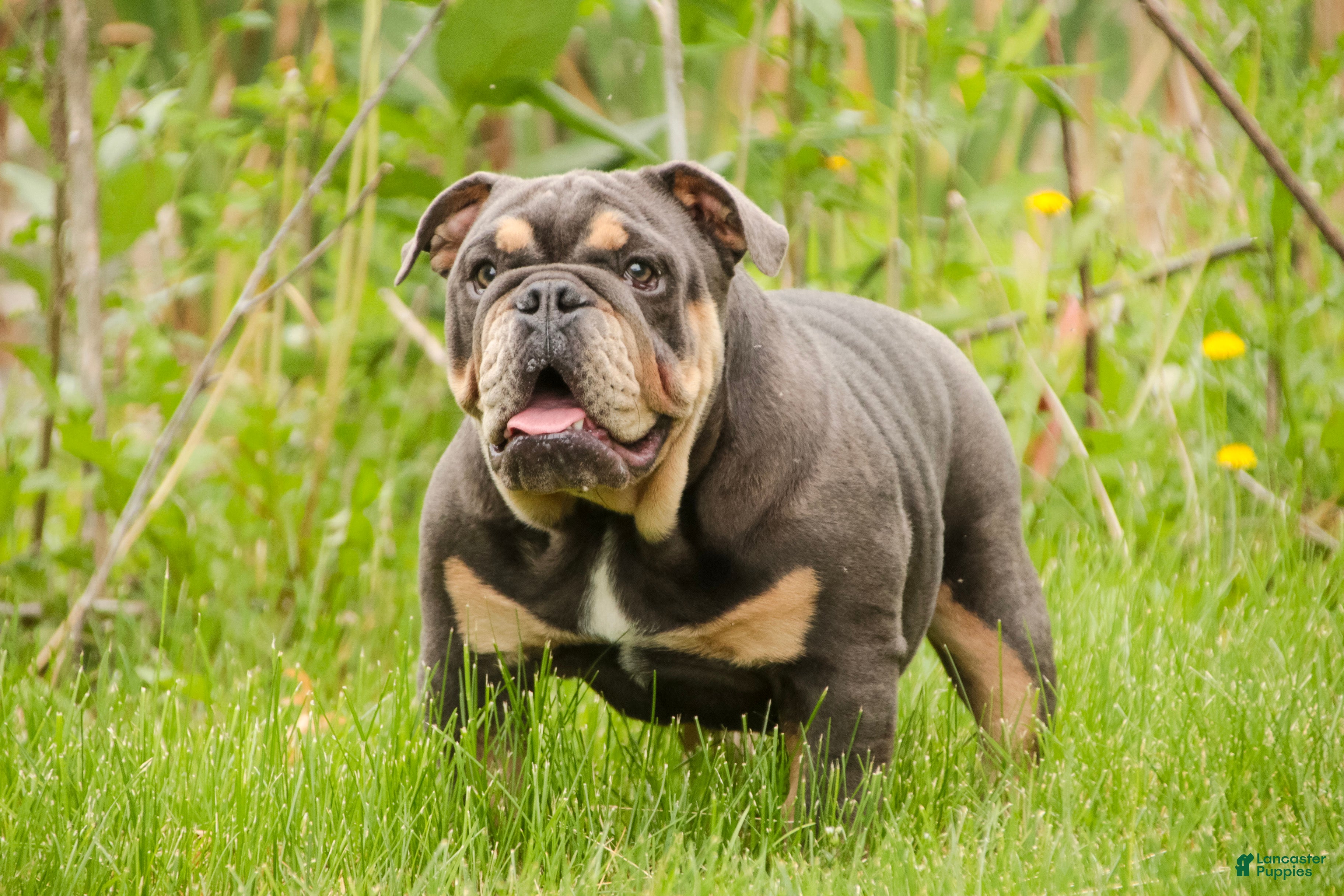 English Bulldog dogs Xena - Ad 1
