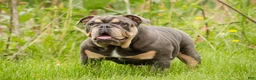 English Bulldog dogs for sale: Xena - Ad 1