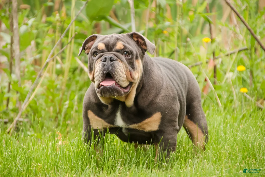 English Bulldog dogs for sale: Xena - Ad 1