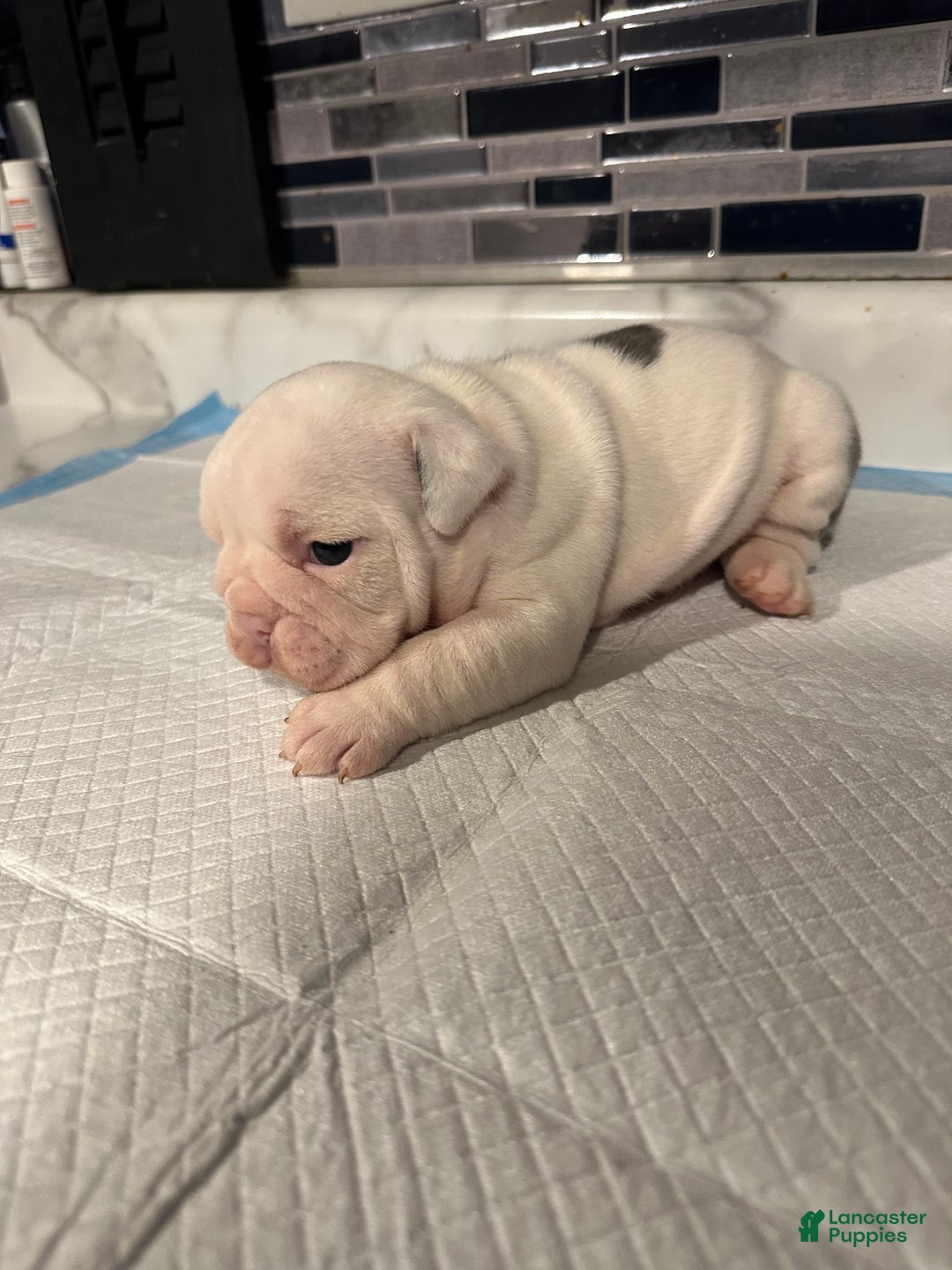 English Bulldog dogs for sale: Blue Spotted Girl - Ad 3